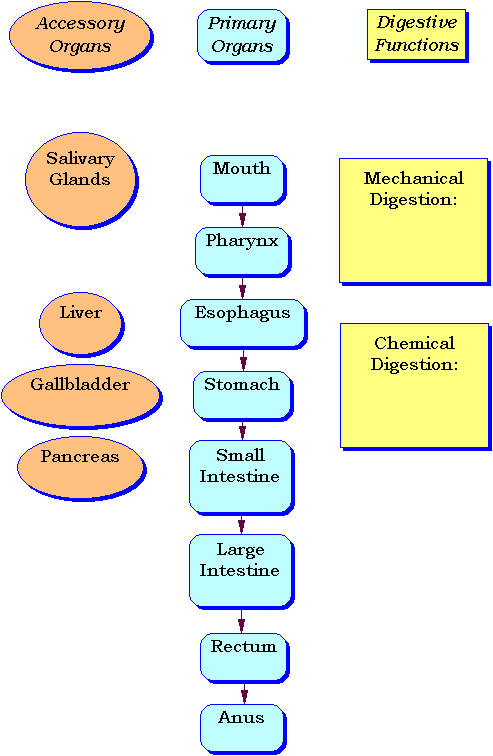 Search Results for “Flow Chart Of Digestive System” – Calendar 2015