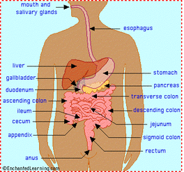 Science of Digestion - The Science of Digestion